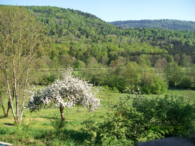 Valley with blossoming trees
